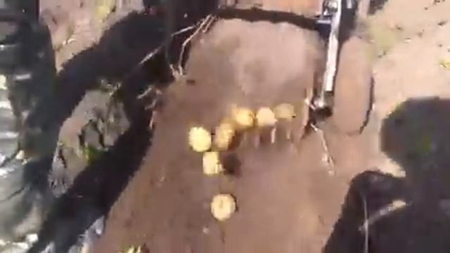 Копка картошки 2016 смотреть онлайн
