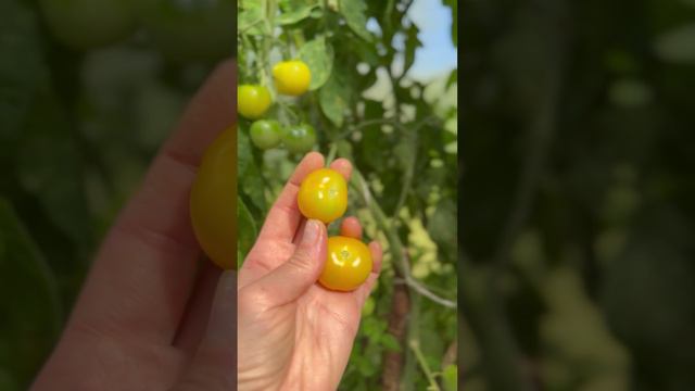 Томат черри «краски»🍅Очень вкусные помидорки!!! #shorts смотреть онлайн