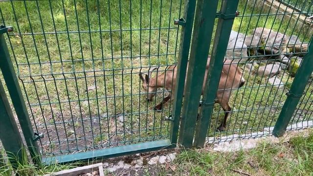 Чайная плантация. Красная поляна. смотреть онлайн