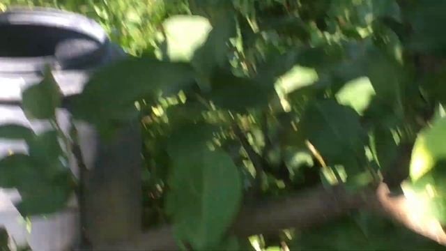 После двукратной перепрививки яблони получил замечательный ранний сорт.