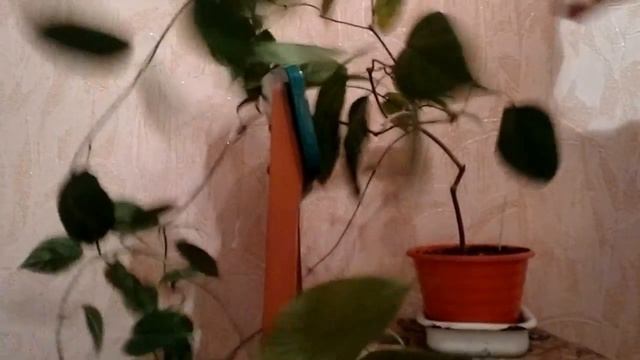 Весенняя обрезка клеродендрума Томсона, Прекрасного, блестящего смотреть онлайн