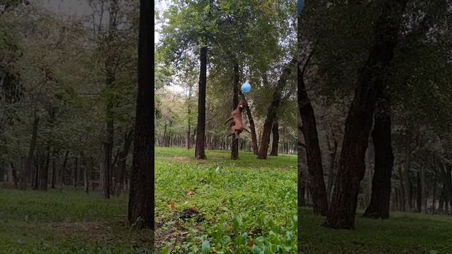 Американский Питбуль терьер.Прыжки в длину смотреть онлайн