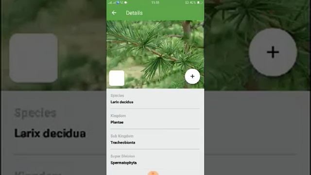 PlantSnap identifies an European larch (Larix decidua) смотреть онлайн