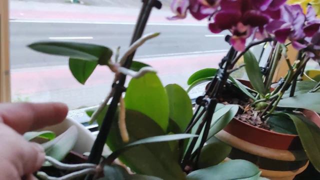 Phalaenopsis uitgebloeid. смотреть онлайн