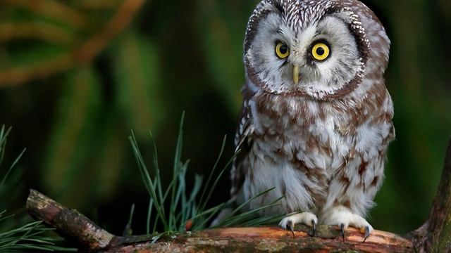 Aegolius funereus (Boreal owl) 4. Calls of male in danger смотреть онлайн