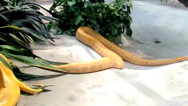 Reptiles; Varan dance - Snakes and Lizards смотреть онлайн