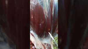 ПАРАЗИТЫ В МЯСЕ КОСУЛИ/ ФИННОЗ