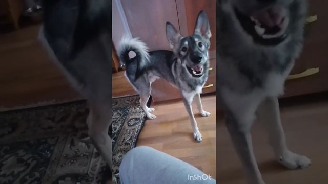 Как убедить на прогулку смотреть онлайн