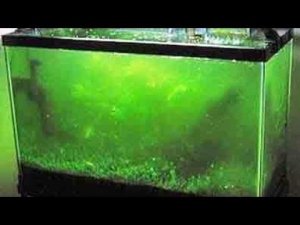 Зеленеют стекла аквариума? Лучшее средство по борьбе.