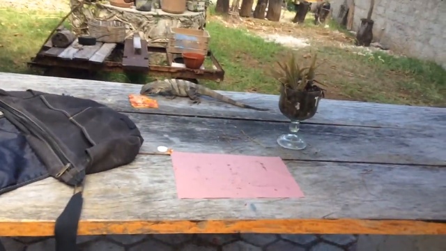 Игуана украла пиццу у туриста смотреть онлайн