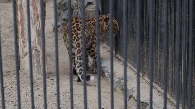 Усы. Лапы. Хвост. Зоопарк смотреть онлайн