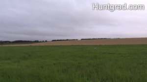 Охота с легавой