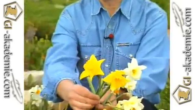 03 - Фавориты сада. Луковичные растения. смотреть онлайн