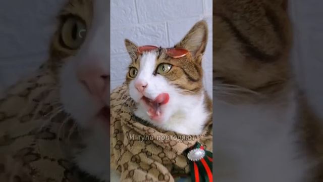 МЫ ТОЧНО НЕ В ДУБАЕ | #смешныекоты #мяу #funnyvideo смотреть онлайн