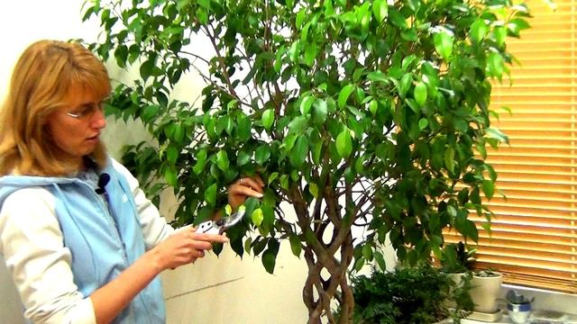 Фикус Бенджамина Приметы и суеверия смотреть онлайн