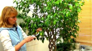 Фикус Бенджамина Приметы и суеверия