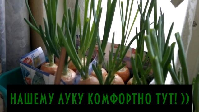 Как вырастить зеленый лук дома | Лук на выгонку, на подоконнике и на болконе смотреть онлайн