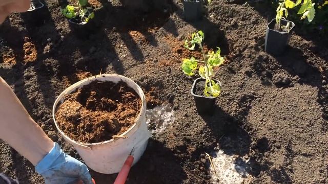 Правильная высадка рассады помидоров (томатов) в грунт! смотреть онлайн