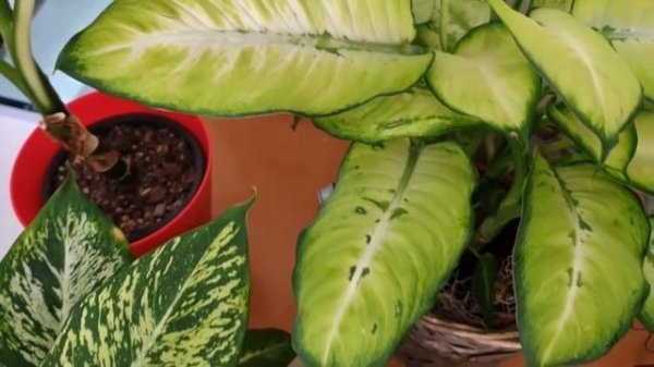 Диффенбахии обзор и сравнение 9 сортов с названиями