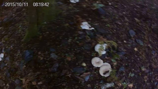 Leucopaxillus giganteus смотреть онлайн