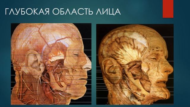 Тема 6 (СФ) - Топографическая анатомия околоушно жевательной ЗВУК Валерия смотреть онлайн