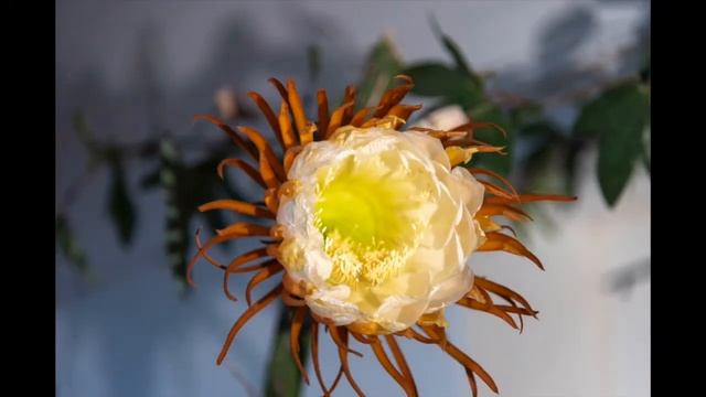 Selenicereus grandiflorus-5 смотреть онлайн