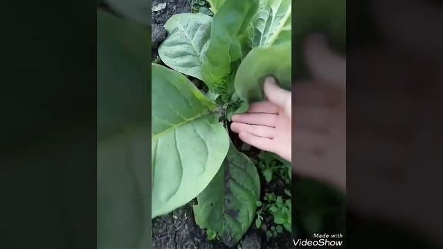Уход за табаком смотреть онлайн