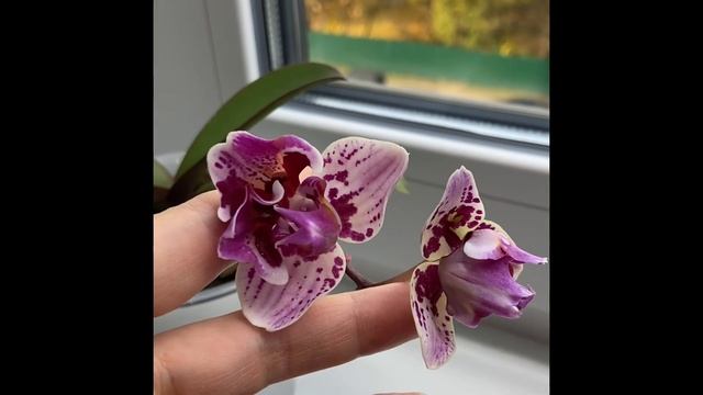 Phal. Sweet Candy Peloric от NCK смотреть онлайн