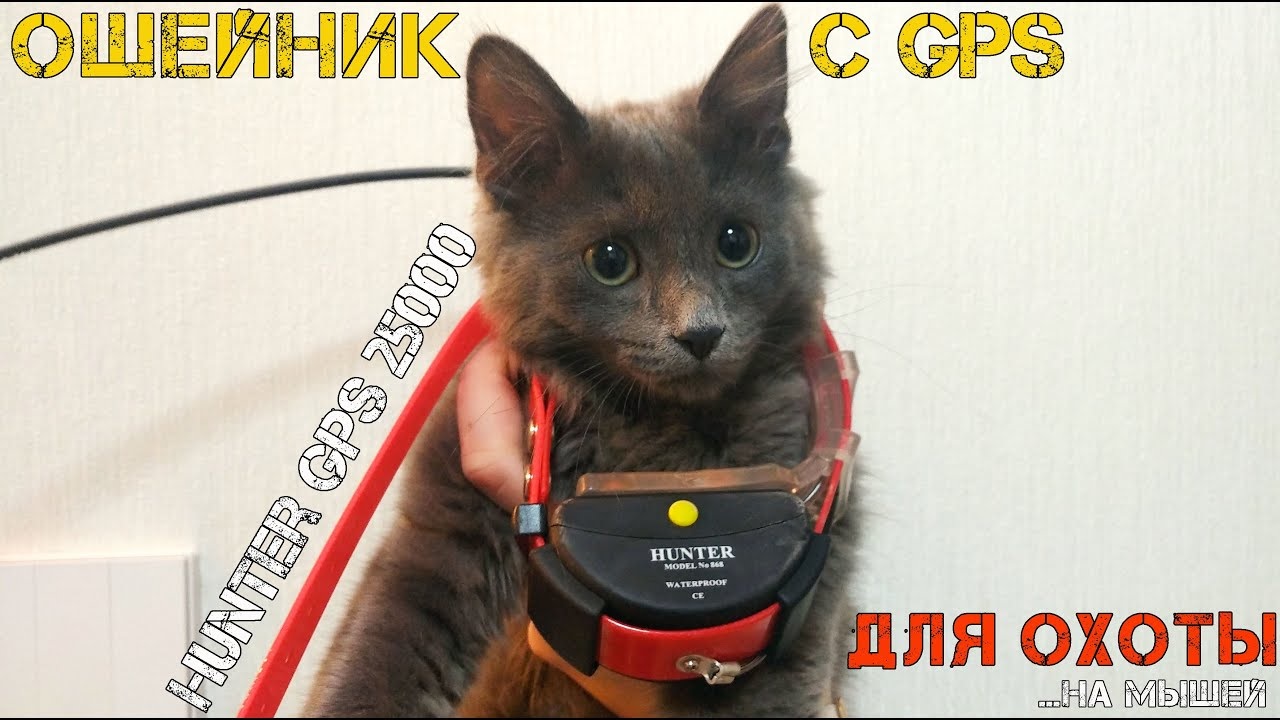 HUNTER GPS 25000 с Aliexpress - ошейник с приемником GPS для отслеживания собаки на охоте. смотреть онлайн