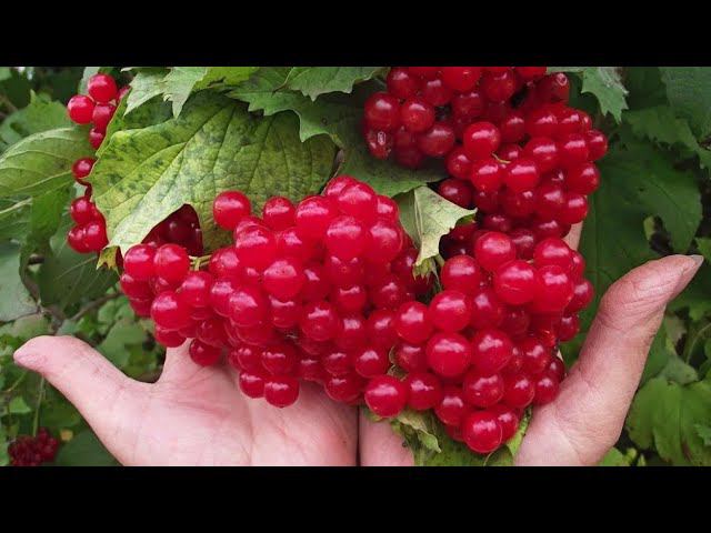 ЗАГОТОВКА КАЛИНЫ НА ЗИМУ. ЖИВОЕ ВАРЕНЬЕ ИЗ КАЛИНЫ. смотреть онлайн