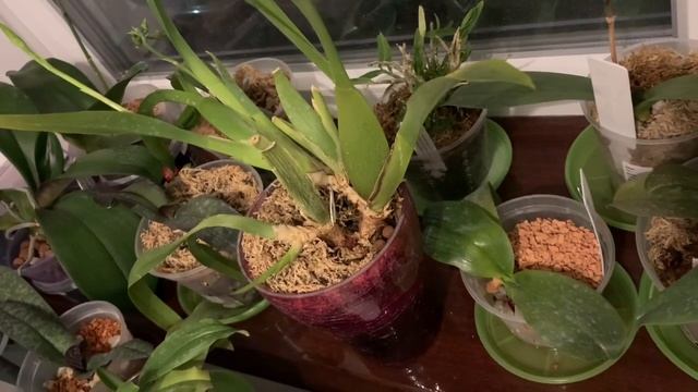 Обзор Орхидей октябрь 2021 смотреть онлайн