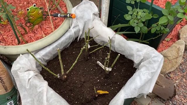 Саженцы роз из Александра Розы и Мой Осенний Сад 9 октября 22г смотреть онлайн