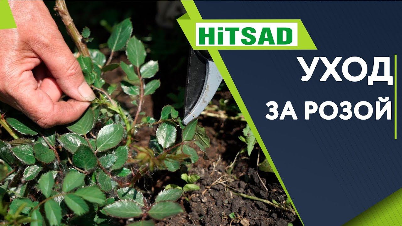 Правильный Уход За Розой Вредители Роз Советы От Хитсад ТВ смотреть онлайн