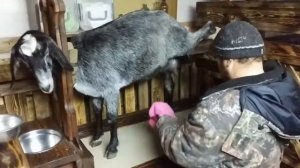 Доильный станок для коз. Обзор.