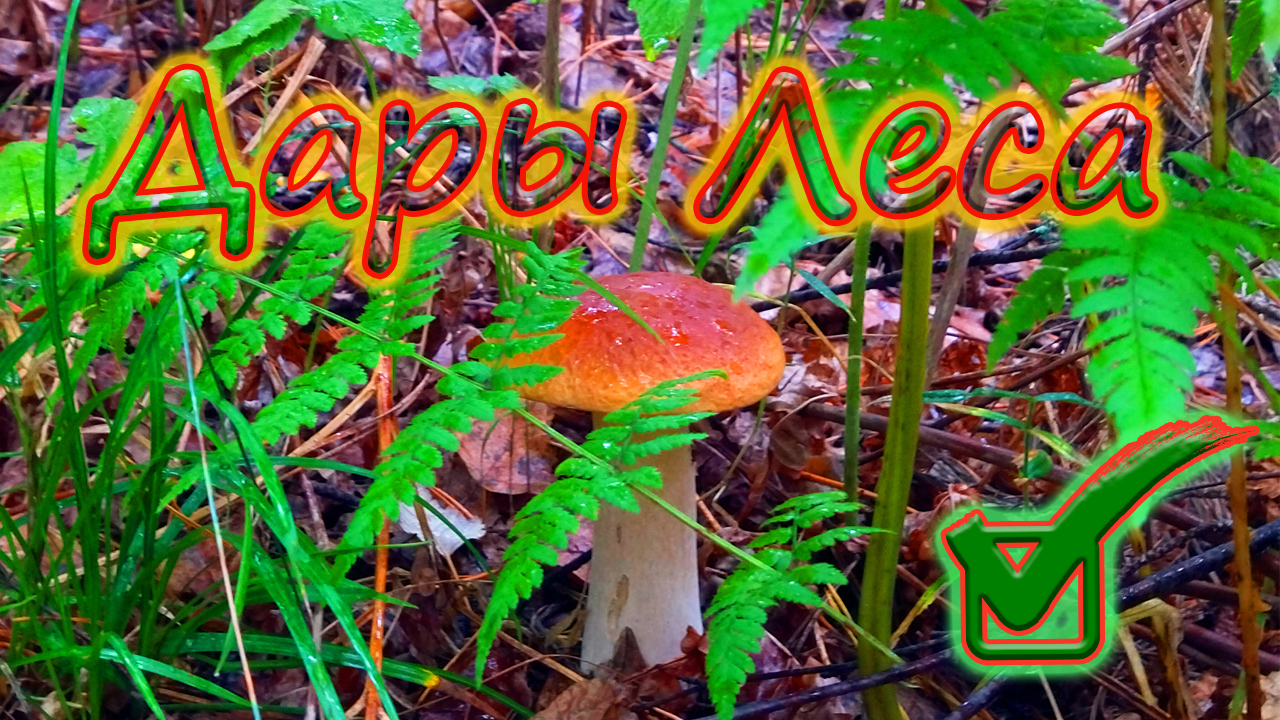 ШКВАЛ ГРИБОВ | ДАРЫ ЛЕСА (ФОРТУНА ГРИБНИКА) смотреть онлайн