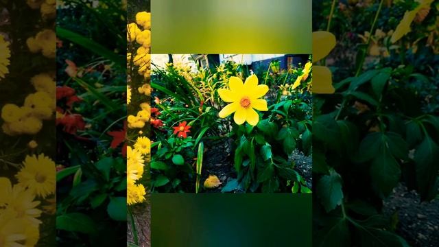 А.Пушкин.Унылая пора.!Очей очарование! +мои фото Осени?♥️ смотреть онлайн