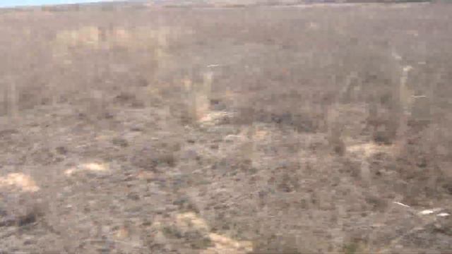 Обучаю дратхаара стоять в стойке пока я сам не подниму и подстрелю птицу. смотреть онлайн