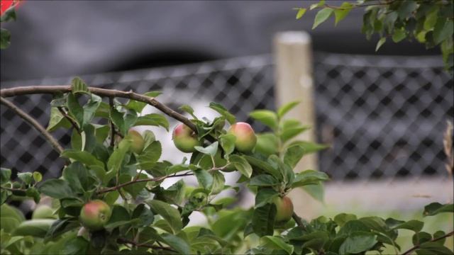 photobucket Canon EOS 1100D+Canon 18-55/ Canon EOS 40D+Canon 70-210 смотреть онлайн