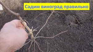Посадка саженца винограда.
