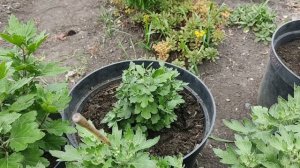 Хризантема мультифлора в июле. Одна ошибка и все труды напрасны. Подкормки хризантемы