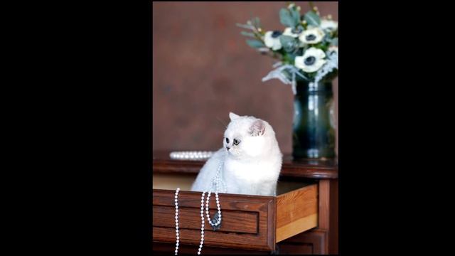 Coco British shorthair cat смотреть онлайн