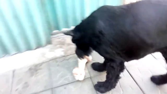 Роман-Кош Демир и Учан-Су  с костью