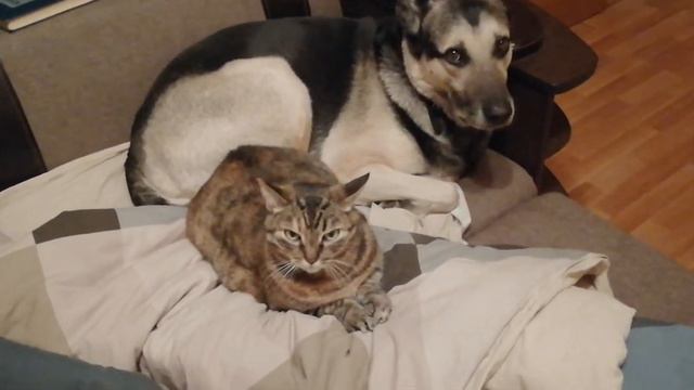 Кошка Муся и пёс Локи - верные друзья!!!! смотреть онлайн
