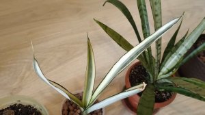 Полный обзор моих сансевиерий. Моя коллекция сансевиерий 21.10.21