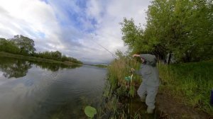 Ловля плотвы на течении !!!