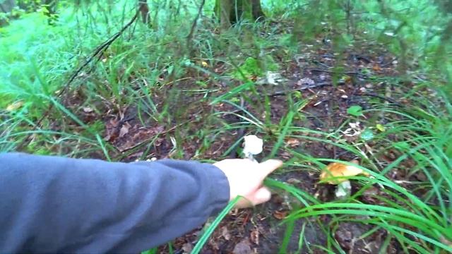 БЕЛЫЕ ГРИБЫ, ЛИСИЧКИ, ПЕРЕЧНЫЕ ГРУЗДИ, КЛАВИКОРОНА КРЫНОЧКОВИДНАЯ, ПОДДУБНИКИ - грибы в июле 2020! смотреть онлайн