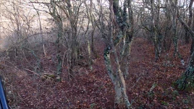 Собака боится вальдшнепа. Охота на вальдшнепа с дратхааром 2021. Woodcock hunting from Drathhaar смотреть онлайн