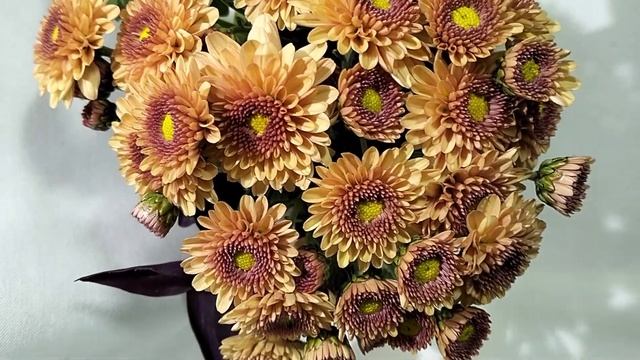 Хризантема мультифлора Precocita Carna #черенкихризантемы #сад #хризантемамультифлора смотреть онлайн