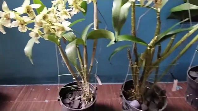 Dendrobium Green Mist смотреть онлайн