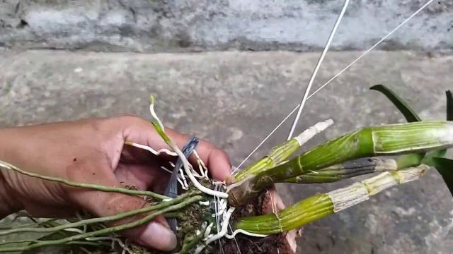 MENANAM ANGGREK DENDROBIUM MIRBELIANUM смотреть онлайн